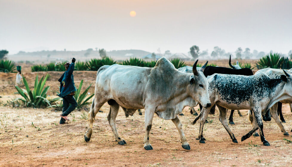 Man with his livestock